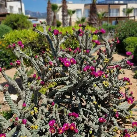 Seafront Surrounded By Nature In Tatlisu, Northern Cyprus Akanthou